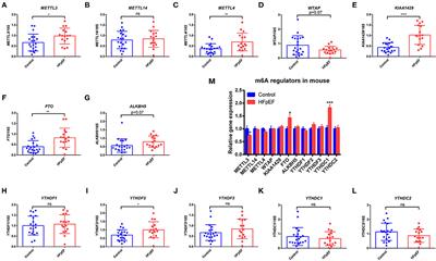 Alteration of m6A RNA Methylation in Heart Failure With Preserved Ejection Fraction